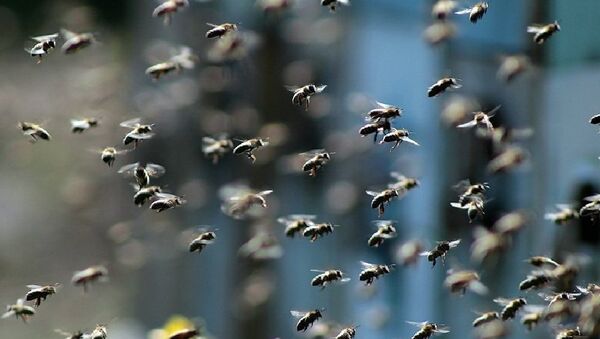 連休中に起こった悪夢：中国人観光客　蜂の大群に襲われる - Sputnik 日本