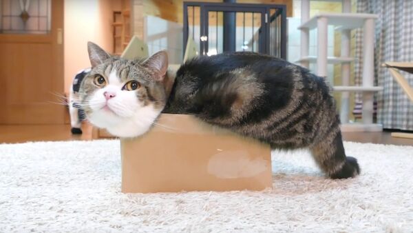 ふとっちょ猫が自分を箱詰めにしちゃった - Sputnik 日本