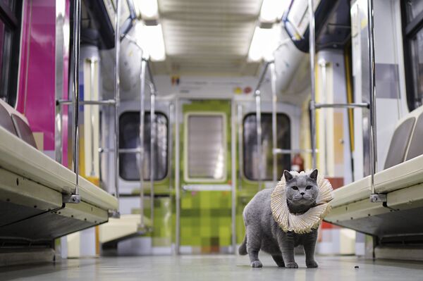 英国の純血種の猫 英国の純血種の猫 - Sputnik 日本