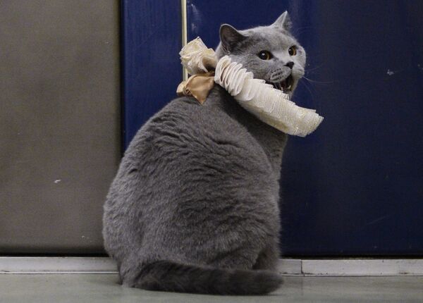 英国の純血種の猫 英国の純血種の猫 - Sputnik 日本