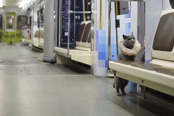 英国の純血種の猫 英国の純血種の猫 - Sputnik 日本