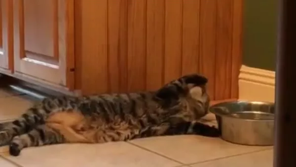 Funny Cat - Sputnik 日本