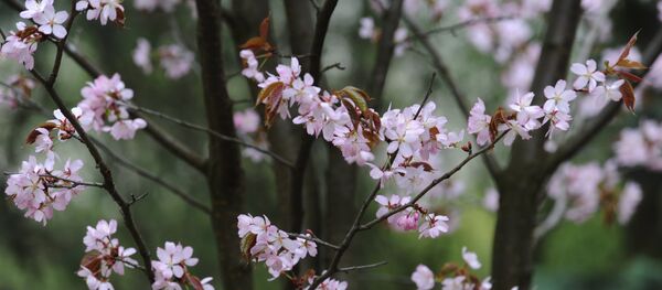 桜 - Sputnik 日本
