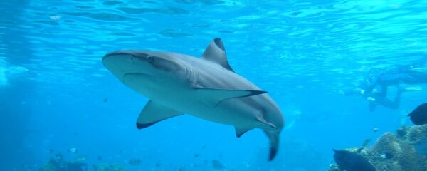 サメ - Sputnik 日本