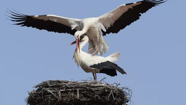 プラスチック製の鳥と恋に落ちたコウノトリ、南に飛んでいかず - Sputnik 日本