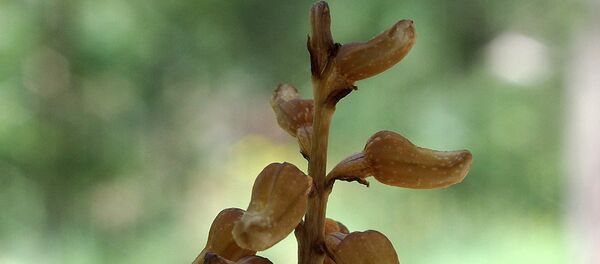 日本で光合成せず花も咲かない植物が見つかる 日本で光合成せず花も咲かない植物が見つかる - Sputnik 日本