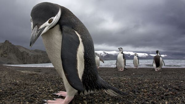 ペンギンのためのウェットスーツが作られる、米オーランドの水族館 - Sputnik 日本