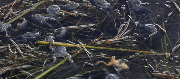 ペルーでチチカカミズカエル1万匹大量死の原因調査 - Sputnik 日本