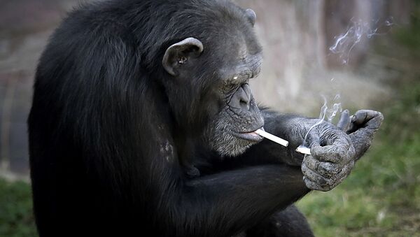 北朝鮮の動物園ではチンパンジーが煙草を吸う - Sputnik 日本
