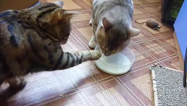 ロシアの猫って何てお行儀がいいの！ - Sputnik 日本