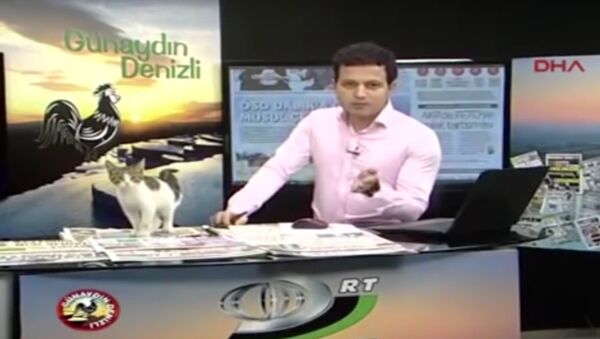 トルコの朝のニュース番組に招かざる珍客、野良猫登場 - Sputnik 日本
