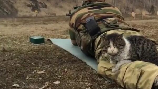 ネコ兵士、自動小銃鳴り響く野外でお休み中 - Sputnik 日本