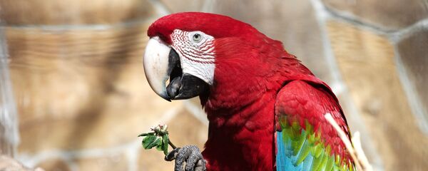 オウムがグーグルをパロディ【動画】 オウムがグーグルをパロディ【動画】 - Sputnik 日本