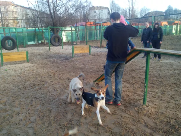 犬専用の訓練場 犬専用の訓練場 - Sputnik 日本