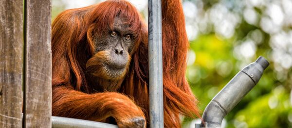 ノコギリで木を切ることを習得したオラウータンがネットを魅了 ノコギリで木を切ることを習得したオラウータンがネットを魅了 - Sputnik 日本