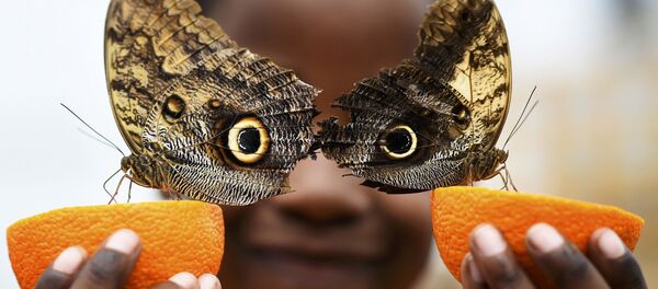 最近ちょうちょが消えていっているのはなぜ？学者が解明 - Sputnik 日本