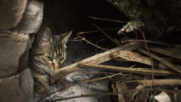 主人の墓のもと１年を過ごした猫、インドネシア（写真） - Sputnik 日本