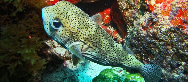 フグ フグ - Sputnik 日本