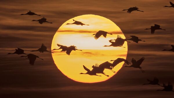 Перелетные птицы на закате - Sputnik 日本