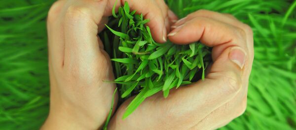 緑 - Sputnik 日本