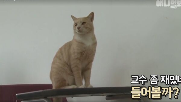 韓国に猫の学生が誕生 - Sputnik 日本