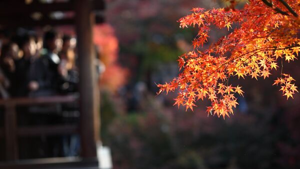 京都のお寺が「紅葉の撮影はしないで！」 - Sputnik 日本