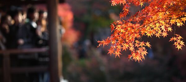京都のお寺が「紅葉の撮影はしないで！」 - Sputnik 日本