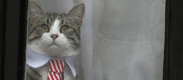 アサンジ氏の猫 - Sputnik 日本