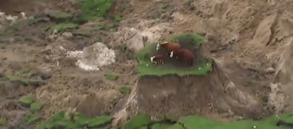 ニュージーランド、破壊的な地震から奇跡的に救助された３頭の牛たち - Sputnik 日本