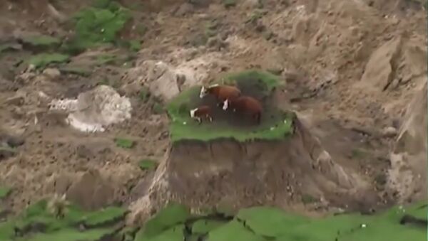 ニュージーランド、破壊的な地震から奇跡的に救助された３頭の牛たち - Sputnik 日本