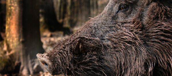 イノシシ イノシシ - Sputnik 日本