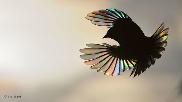 虹の翼。ロシアの写真家ヴォクトル・チャフト氏の作品。 - Sputnik 日本