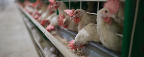 ニワトリ ニワトリ - Sputnik 日本