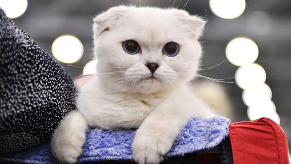 Кошка породы шотландская вислоухая на выставке Гран-при Royal Canin в Москве - Sputnik 日本