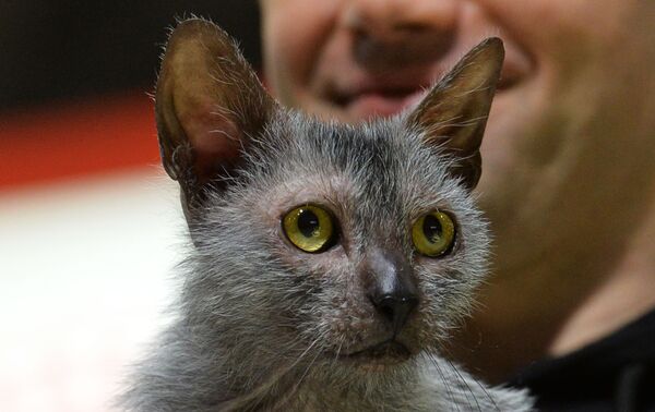 新種猫「リコイ」 - Sputnik 日本