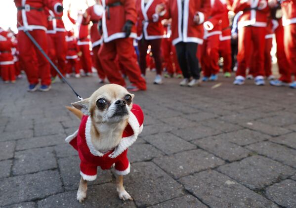 サンタクロースの衣装を着た犬。英ラフバラで開かれた毎年恒例のレースにて。 - Sputnik 日本