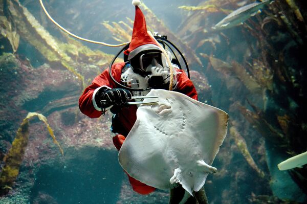 ドイツの水族館でエイを餌付けするサンタクロースの衣装を着たダイバー。 - Sputnik 日本