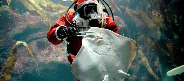 相対性理論:サンタクロースはどうやって一晩で世界中の子供たちにプレゼントを届けるのか? 相対性理論:サンタクロースはどうやって一晩で世界中の子供たちにプレゼントを届けるのか? - Sputnik 日本