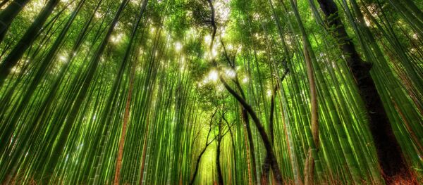 嵐山 - Sputnik 日本