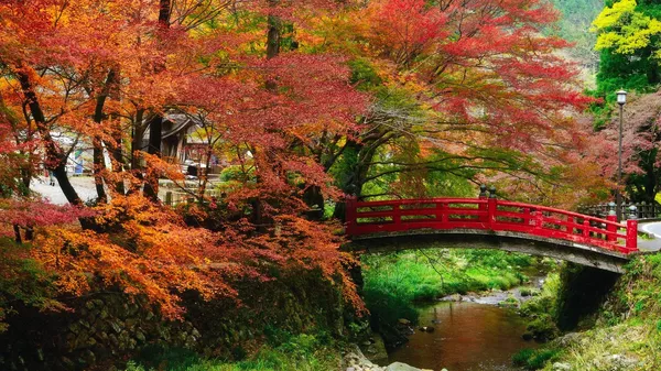 大寧寺川の秋 - Sputnik 日本