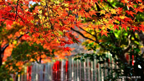 紅葉天井 - Sputnik 日本