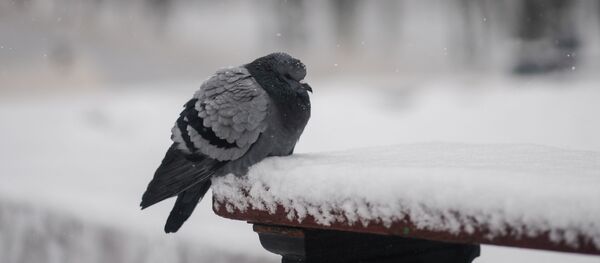 ネットユーザー唖然：何が鳩を自殺に駆り立てたのか？（動画） - Sputnik 日本