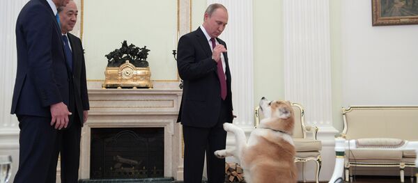 プーチン大統領、愛犬「ゆめ」を記者団にお披露目 プーチン大統領、愛犬「ゆめ」を記者団にお披露目 - Sputnik 日本