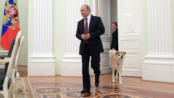 ロシア大統領、秋田犬の飼い主に助言 - Sputnik 日本