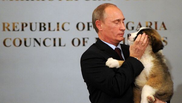 Премьер-министр России Владимир Путин держит щенка болгарской овчарки, подаренного главой правительства Болгарии Бойко Борисовым - Sputnik 日本