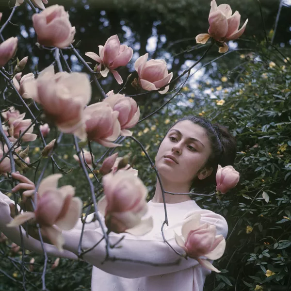 グルジア亜熱帯農業研究所の植物園のカメリアの花、1970年。 グルジア亜熱帯農業研究所の植物園のカメリアの花、1970年。 - Sputnik 日本