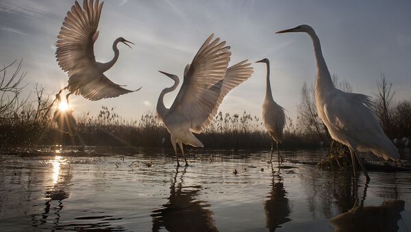 Фотография Great Egrets Take Flight венгерского фотографа Zsolt Kudich - Sputnik 日本