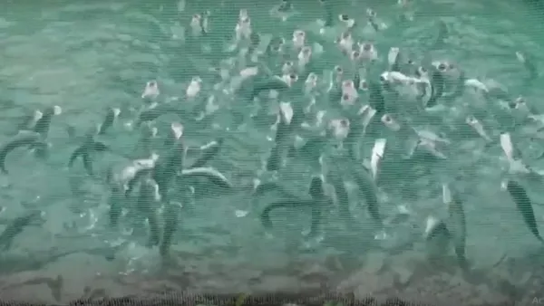 恐ろしくも、つい引き込まれる光景:2万の魚が餌を求めて水から飛び出る - Sputnik 日本