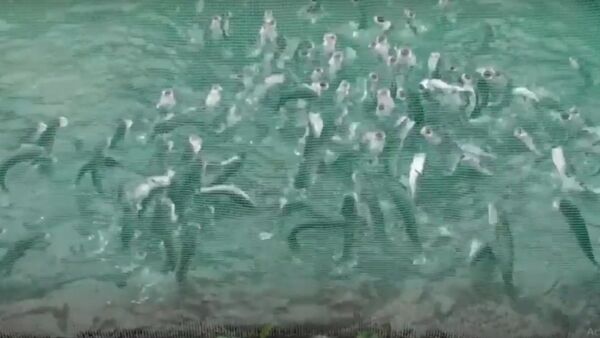 恐ろしくも、つい引き込まれる光景:2万の魚が餌を求めて水から飛び出る - Sputnik 日本