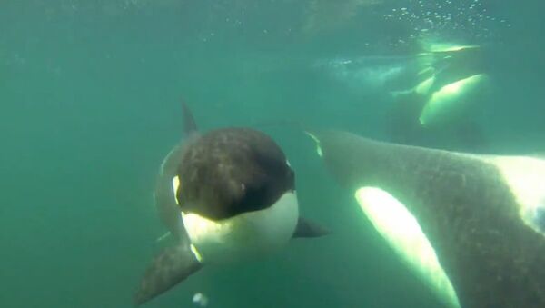 シャチがサメを襲う様子が動画に収められる、米国【動画】 - Sputnik 日本